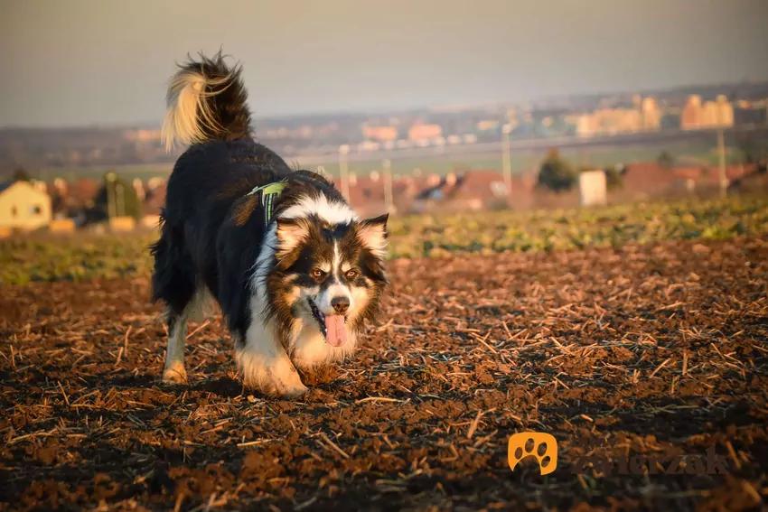 Border collie spaceruje po łące