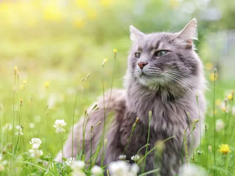 Jak zadbać o kota w różnych porach roku?