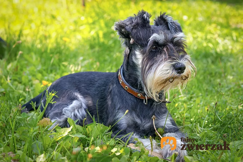 Sznaucer miniaturowy siedzący w trawie, a także mini sznaucerki i ich opis