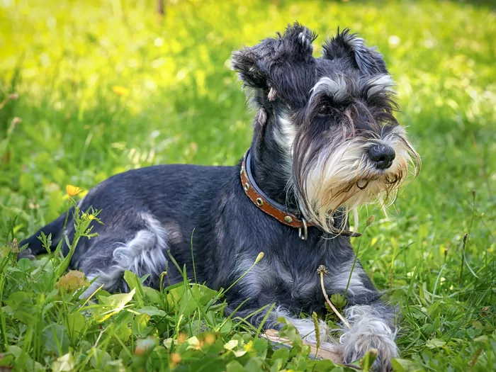 Sznaucer miniaturowy - charakter i pielęgnacja