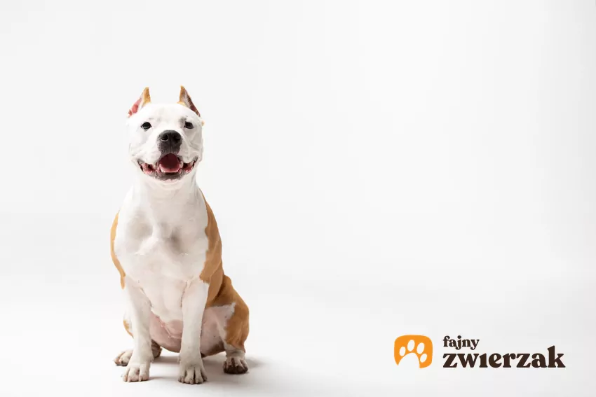 Amstaff biały, czyli pies rasy amstaff, jego hodowla i usposobienie Biszkoptowo biały amstaff na białym tle, czyli pies rasy amstaff i jego cechy