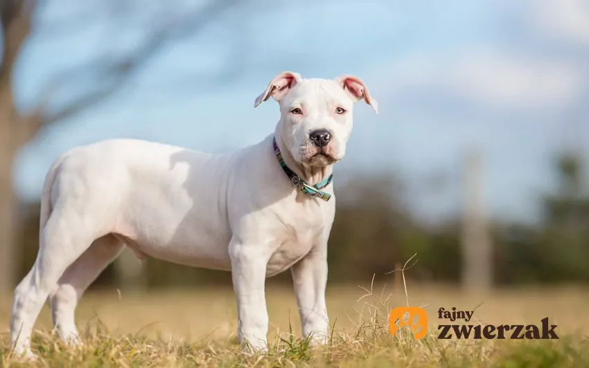 Amstaff biały, czyli pies rasy amstaff i wszystko, co trzeba wiedzieć o amstaffach Biały amstaff podczas spaceru, a także pies rasy amstaff i jego usposobienie