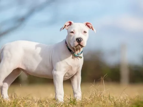 Amstaff biały – opinie o rasie