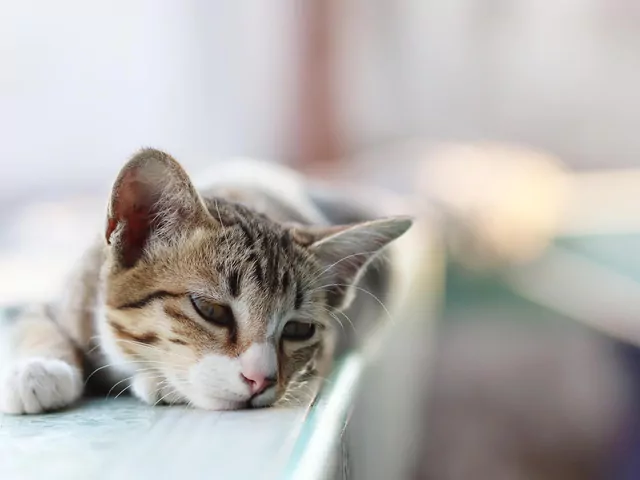 Dlaczego kot nie je, gdy mnie nie ma?