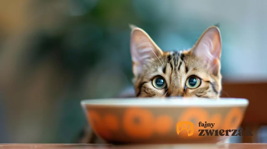 Kot przy misce