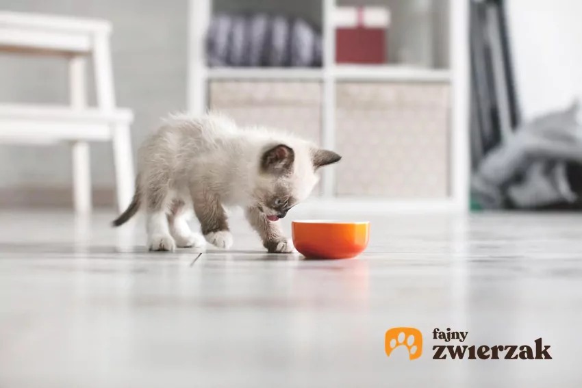 Jeśli kot często drapie przy misce i jednocześnie ma kiepski apetyt, może to być objaw choroby Kociak podchodzi do miski