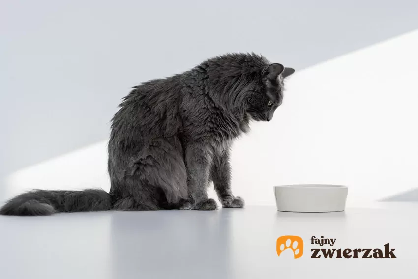 Drapanie przy misce może mieć różne znaczenia w zależności od kontekstu Kot siedzi nad miską