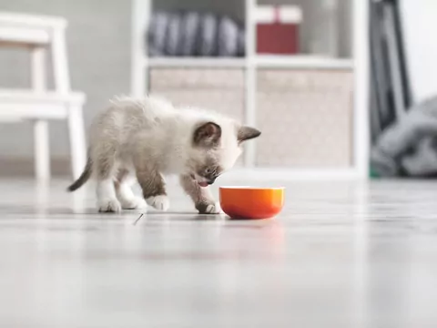 Dlaczego kot drapie podłogę przy misce?