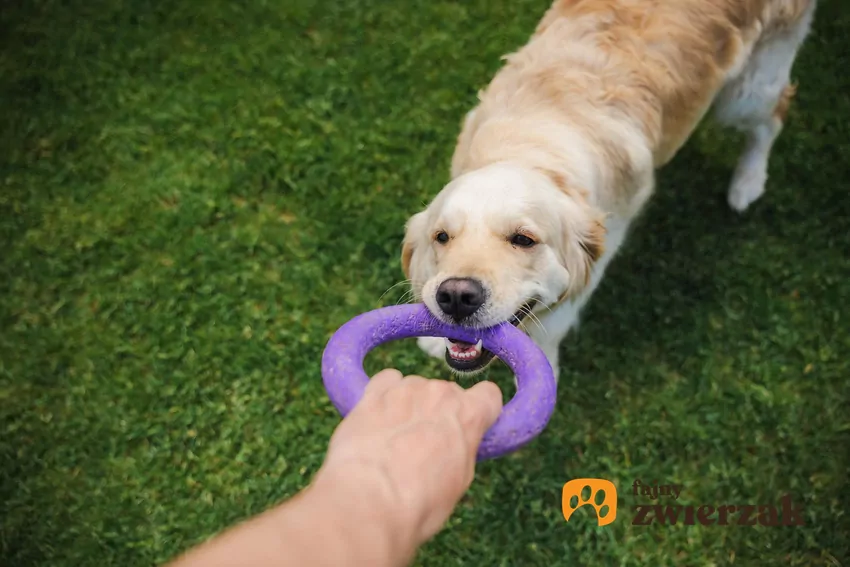 Przeciąganie i szarpanie to elementy psiego łańcucha łowieckiego Pies ciągnie gumowe kółko