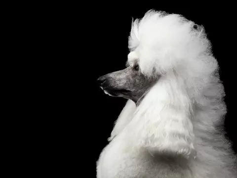 Pudel królewski - opis i tresura