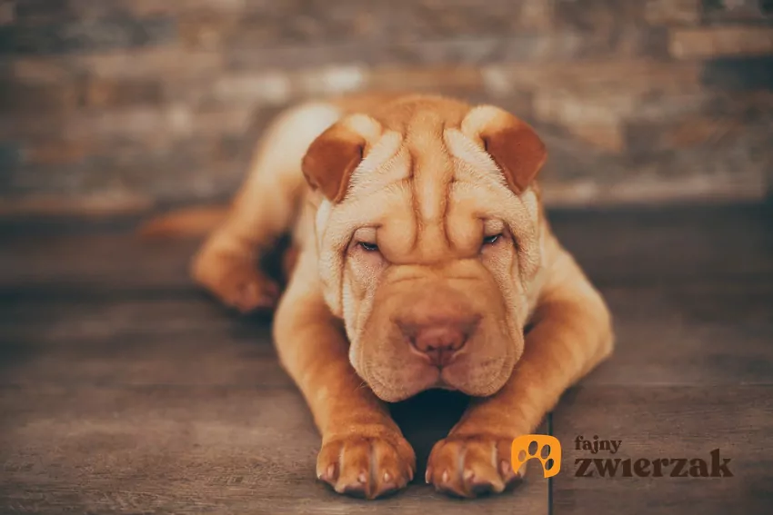 Pies rasy shar pei miniaturka krok po kroku, czyli jego charakter, usposobienie i wychowanie Pies rasy shar pei miniaturka, czyli informacje o istnieniu rasy oraz charakter i opis