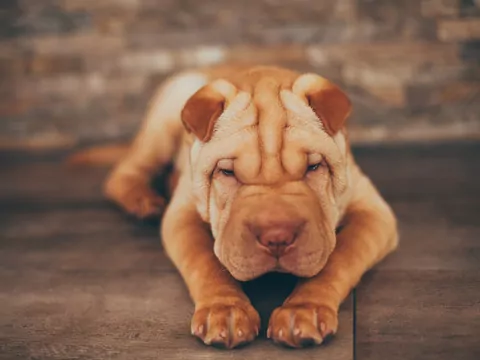 Czy istnieje miniaturowy Shar Pei