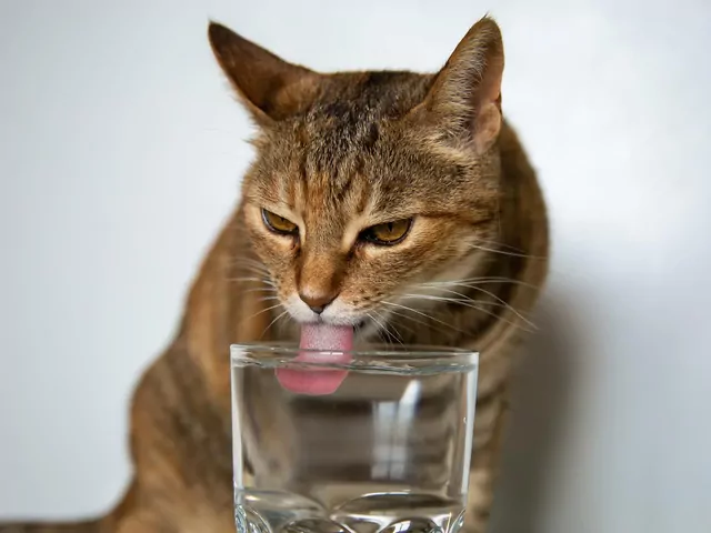 Kot pije z kranu zamiast z miski