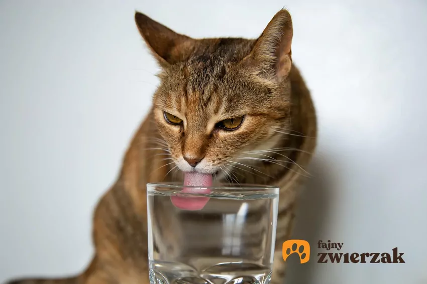 Kot pije ze szklanki