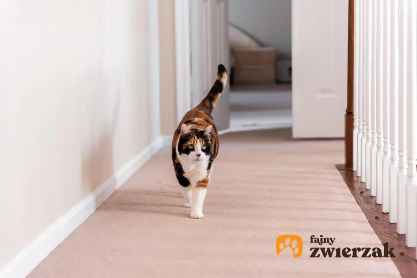 Kot idzie wzdłuż balustrady