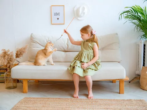 Kot nudzi się w domu