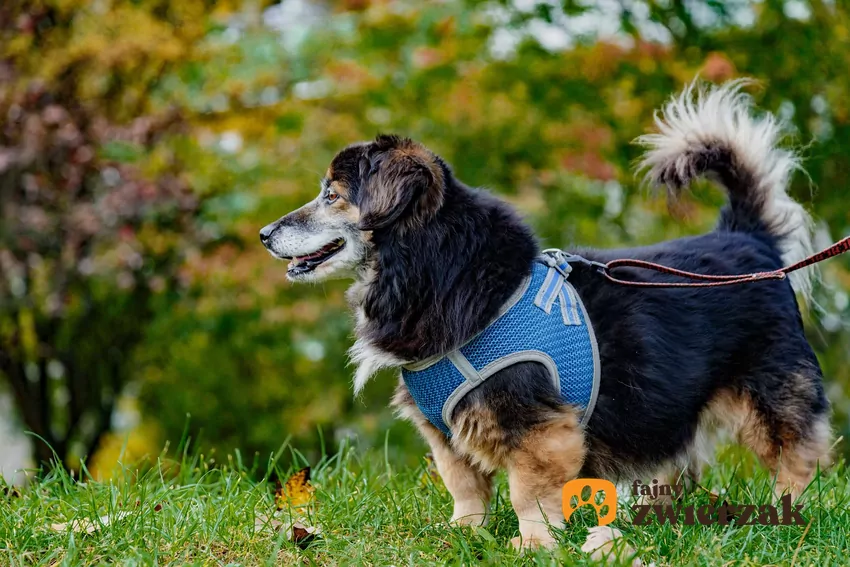 Starszy pies na spacerze