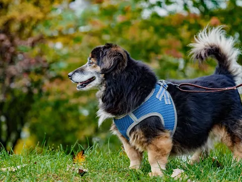 Adopcja starszego psa lub kota