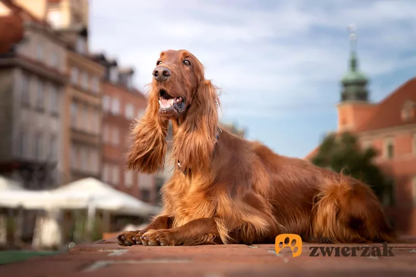 Seter irlandzki w dużym mieście