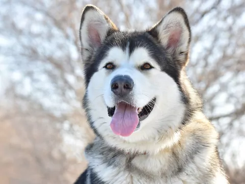 Alaskan malamute - cechy i zdrowie