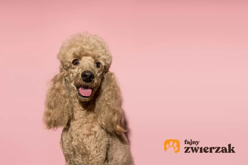 Pudel średni Pies rasy pudel średni na różowym tle, a także pudle średnie i ich charakter