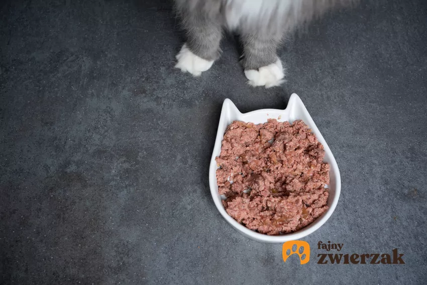 Miska z jedzeniem i kocie łapki