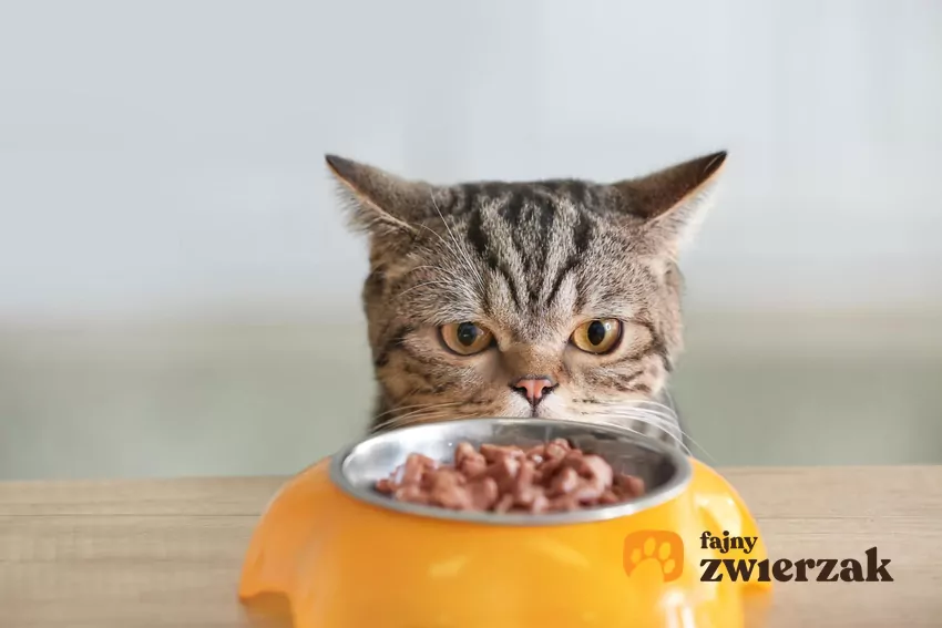 Kot i żółta miska