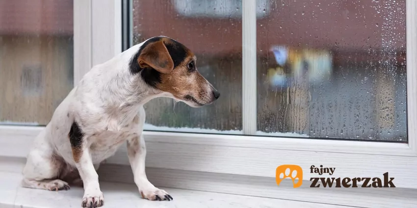Wiele psów nie lubi wychodzić na spacer, kiedy pada deszcz Pies patrzy przez mokre od deszczu okno