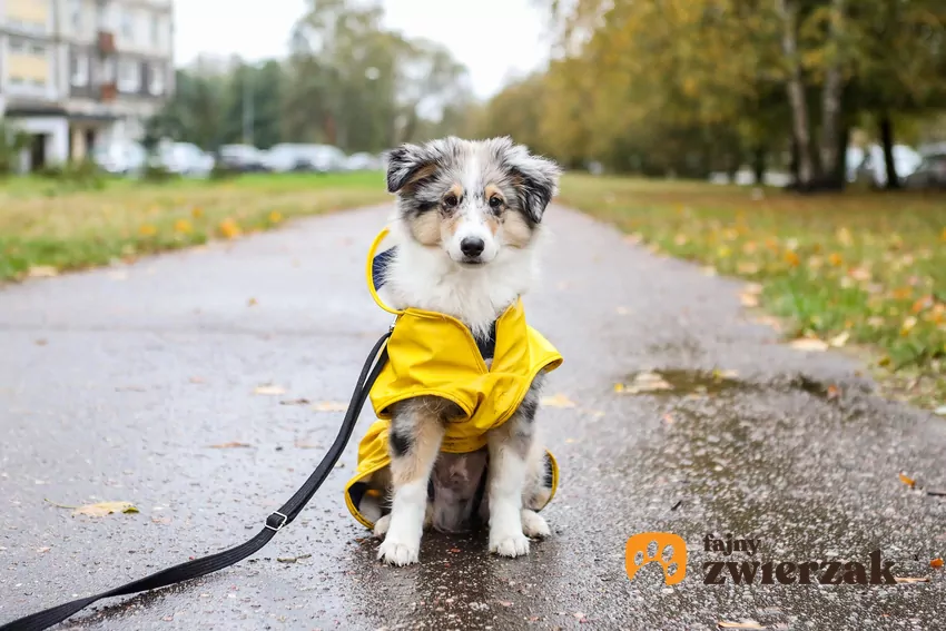 Dobrze dopasowany płaszcz przeciwdeszczowy ochroni czworonoga przed zimnem i wilgocią Szczeniak w żółtym ubranku