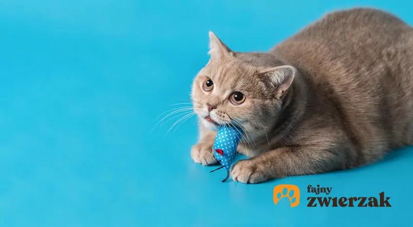 Kot może kłaść obok Ciebie zabawkę po to, byś jej przypilnował Kot z zabawką w pyszczku