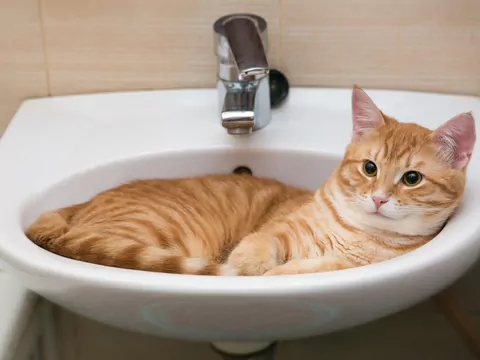 Dlaczego kot siedzi w łazience?
