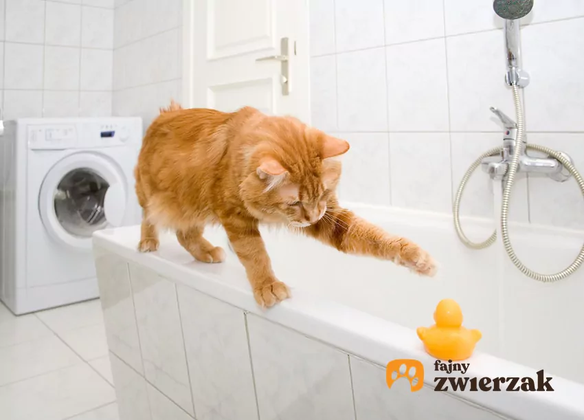 Kot idzie po krawędzi wanny