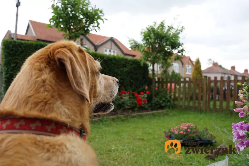 Duży brązowy pies siedzi w ogrodzie i patrzy przed siebie