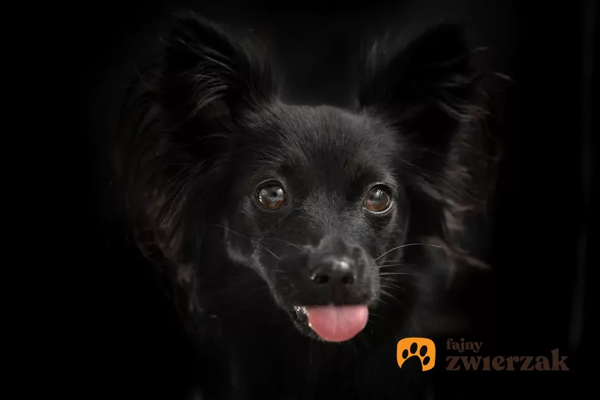 Czarny pies wystawia język