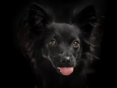 Dlaczego pies liże powietrze?