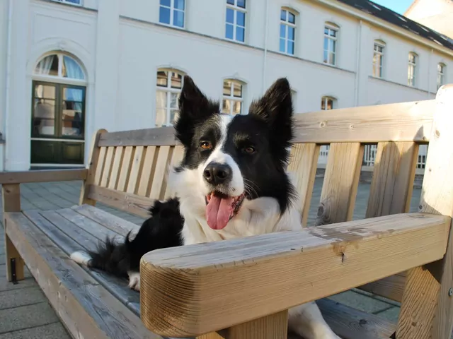 Dlaczego pies liże powietrze?