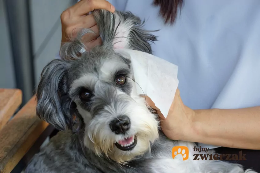 Pies sznaucer średni Pies sznaucer podczas czyszczenia uszu, a także schnauzer i jego opis