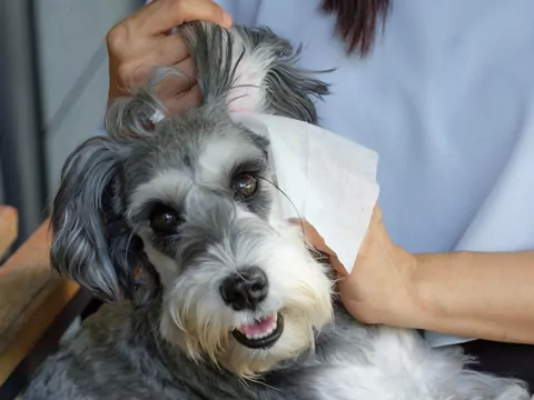 Sznaucer średni: cechy i wychowanie