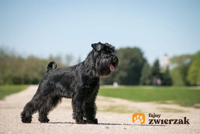 Sznaucer średni Pies sznaucer średni podczas spaceru na świeżym powietrzu oraz jego charakter i opis