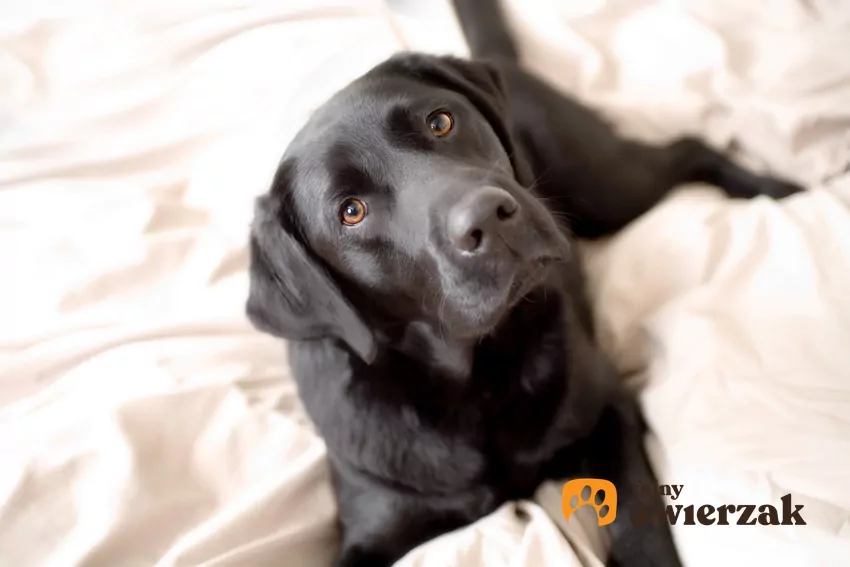 Jaki charakter ma czarny labrador retriever, czyli opis rasy i zdjęcia Czarny labrador retriever leżący na łóżku, a także jego charakter i opis rasy