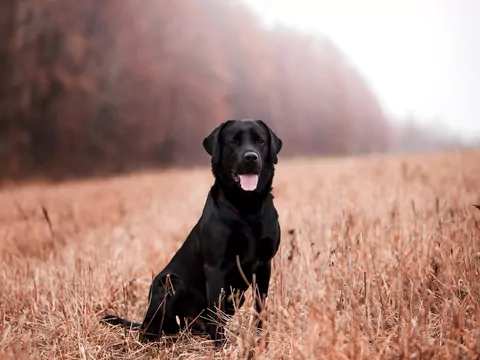 Czarny labrador - wyjątkowy pies