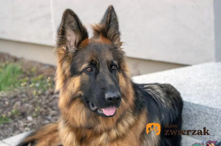 Owczarek niemiecki długowłosy, czyli owczarki niemieckie i ich usposobienie Owczarek niemiecki długowłosy siedzący na progu drzwi, a także jego opis i charakter