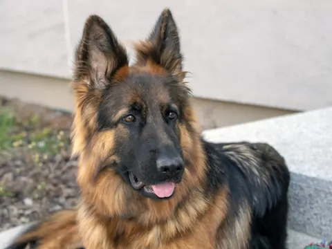 Owczarek niemiecki długowłosy - cechy i porady