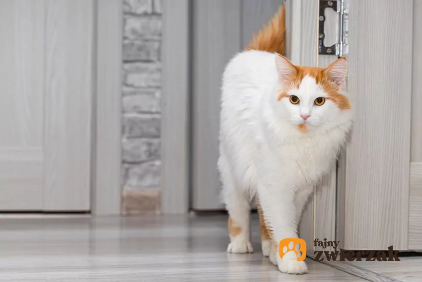 Kot ociera się o framugę