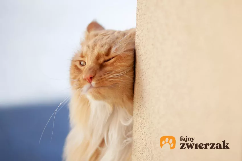Kot ociera się o róg ściany