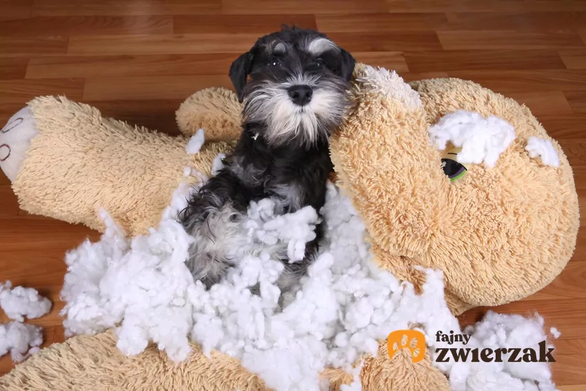 Rozrywanie zabawek wynika z pierwotnych instynktów Pies z rozerwaną zabawką