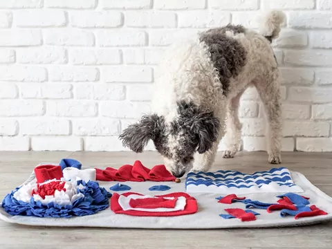 Dlaczego pies niszczy zabawki?