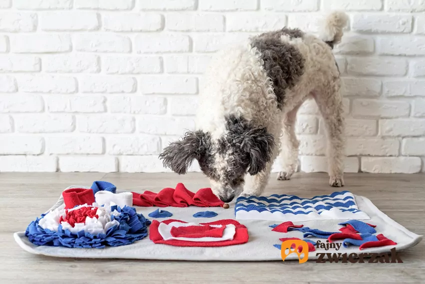 Aby pies nie niszczył zabawek, należy m.in. zapewnić mu stymulację umysłową Pies nad matą węchową