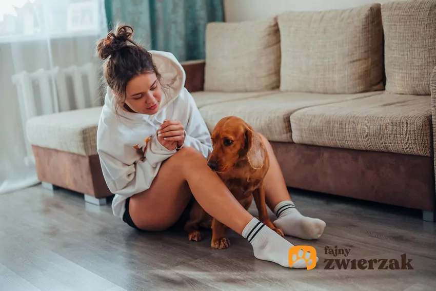 Pies odwraca się od dziewczyny