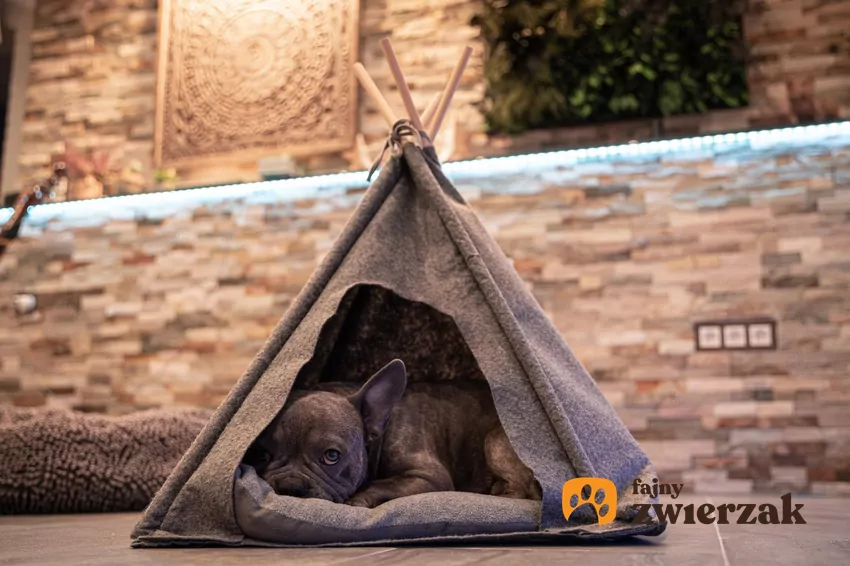 Pies w małym namiocie